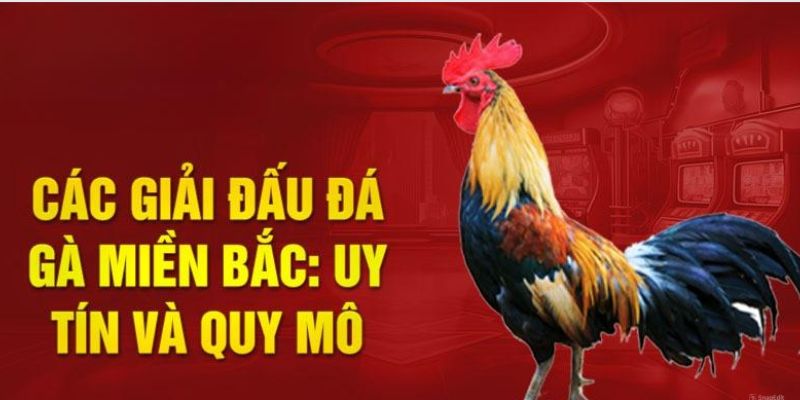 Những hình thức đấu gà miền Bắc đặc sắc